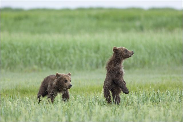 grizzly - go with the blog - image du blog